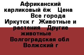 Африканский карликовый ёж › Цена ­ 6 000 - Все города, Иркутск г. Животные и растения » Другие животные   . Волгоградская обл.,Волжский г.